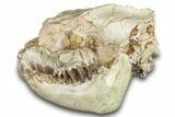 Fossil Oreodont (Leptauchenia) Skull - South Dakota #284206-1